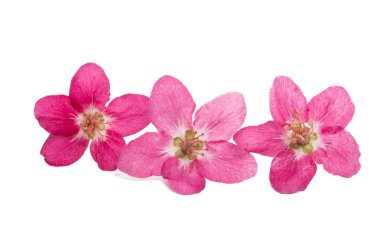 Beyaz arkaplanda izole edilmiş elma ağaçlarının kırmızı çiçekleri