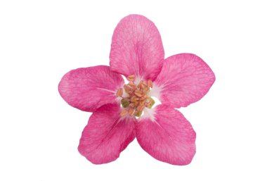 Beyaz arkaplanda izole edilmiş elma ağaçlarının kırmızı çiçekleri