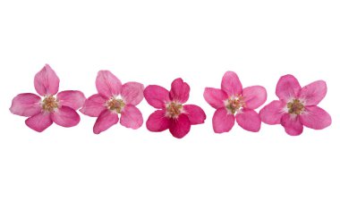 Beyaz arkaplanda izole edilmiş elma ağaçlarının kırmızı çiçekleri