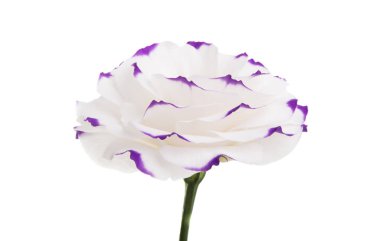 Beyaz arkaplanda izole edilmiş östoma çiçeği