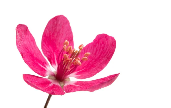 Rote Blüten Des Apfelbaums Isoliert Auf Weißem Hintergrund — Stockfoto