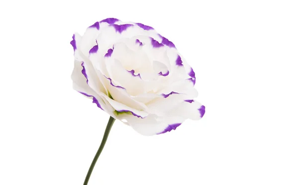 Beyaz Arkaplanda Izole Edilmiş Östoma Çiçeği — Stok fotoğraf
