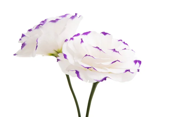 Eustomie Fleur Isolée Sur Fond Blanc — Photo
