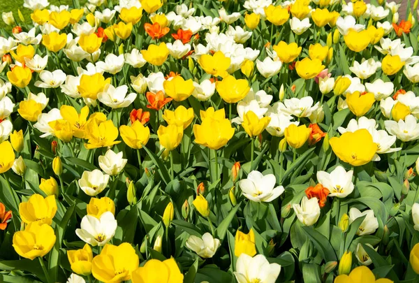 Tulipas Holandesas Crescendo Canteiro Flores Primavera Dia Ensolarado — Fotografia de Stock