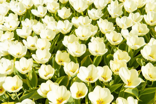 Tulipas Holandesas Crescendo Canteiro Flores Primavera Dia Ensolarado — Fotografia de Stock