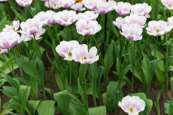 Tulipes Néerlandaises Poussant Sur Lit Fleurs Printemps Par Une Journée — Photo