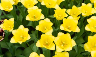 Hollanda laleleri güneşli bir günde baharda çiçek tarhında büyüyor.