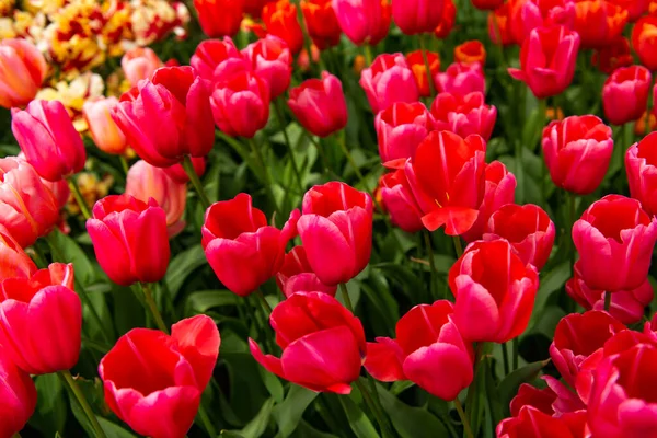 Flores de tulipán coloridas floreciendo en primavera. — Foto de stock