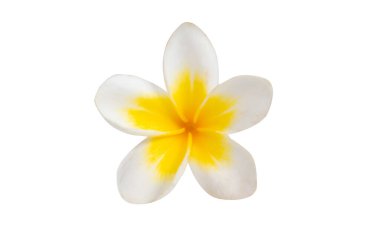 Beyaz arkaplanda izole Frangipani çiçeği