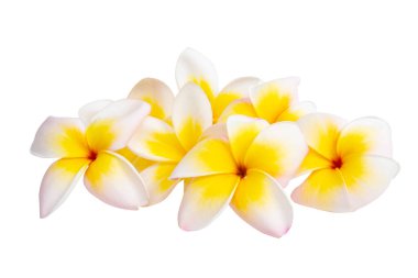 Beyaz arkaplanda izole Frangipani çiçeği