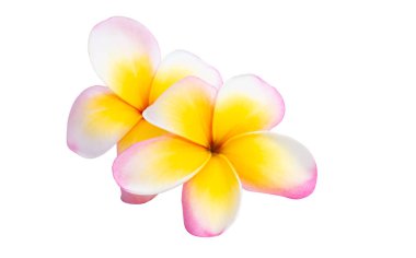Beyaz arkaplanda izole Frangipani çiçeği