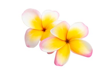 Beyaz arkaplanda izole Frangipani çiçeği