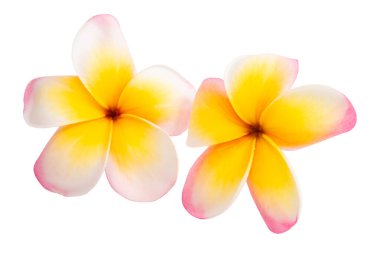 Beyaz arkaplanda izole Frangipani çiçeği