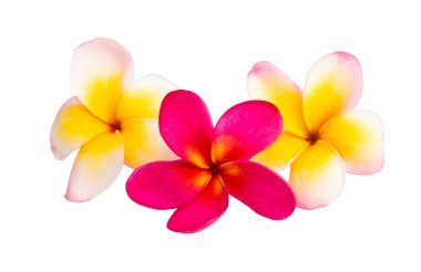 Beyaz arkaplanda izole Frangipani çiçeği