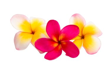 Beyaz arkaplanda izole Frangipani çiçeği