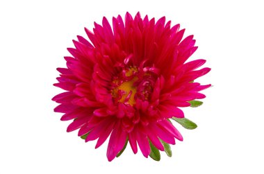 Beyaz arka plan üzerinde izole aster çiçek