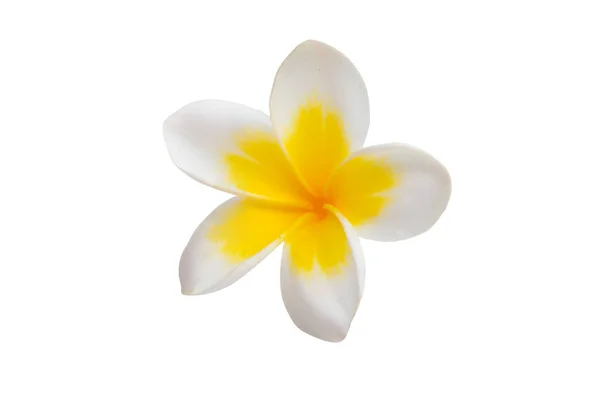 Frangipani Blomma Isolerad Vit Bakgrund — Stockfoto