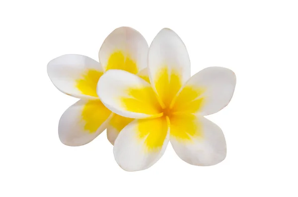 Frangipani Blume Isoliert Auf Weißem Hintergrund — Stockfoto