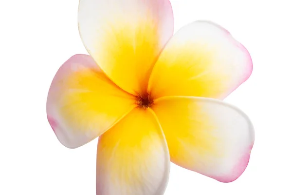 Frangipani Blomma Isolerad Vit Bakgrund — Stockfoto