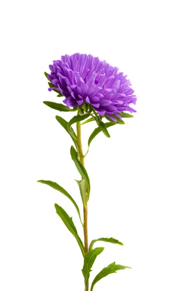 Aster Bloem Geïsoleerd Witte Achtergrond — Stockfoto