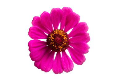 Beyaz arkaplanda izole edilmiş zinnia çiçeği
