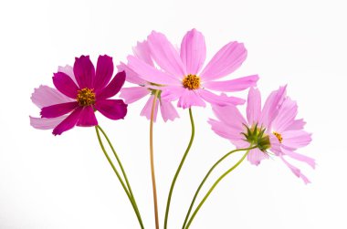 Beyaz arkaplanda izole edilmiş kozmea çiçeği