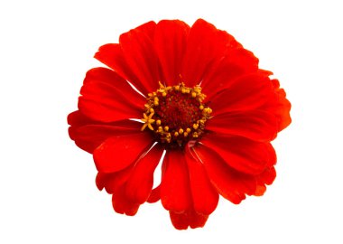 Beyaz arkaplanda izole edilmiş zinnia çiçeği
