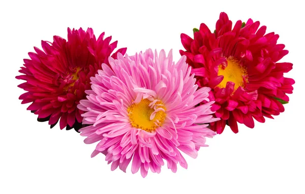 Beyaz arka plan üzerinde izole aster çiçek