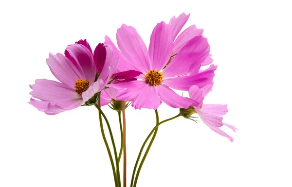 Квітка Косметика Ізольована Білому Тлі — стокове фото