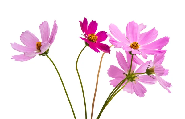 Cosmea Flower Isolated White Background — Stock Photo, Image