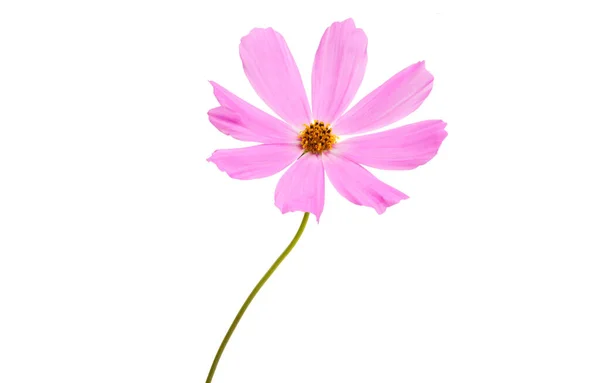 Cosmea Flower Isolated White Background — Stock Photo, Image