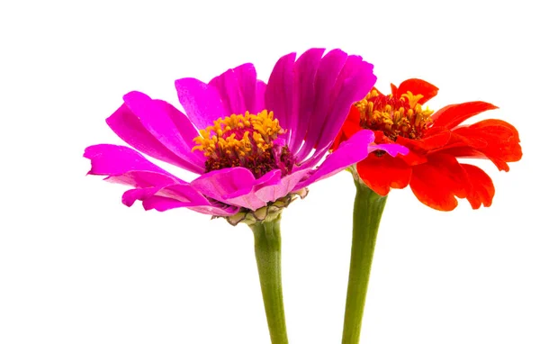 Zinnia Bloem Geïsoleerd Witte Achtergrond — Stockfoto