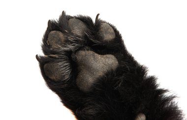 Yavru köpek pençesi beyaz arkaplanda izole
