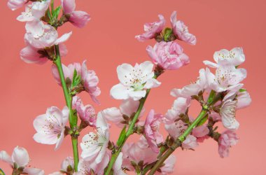 sakura çiçekleri renk arkaplanı