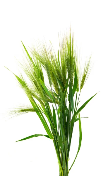 Zelené Uši Pšenice Izolované Bílém Pozadí — Stock fotografie