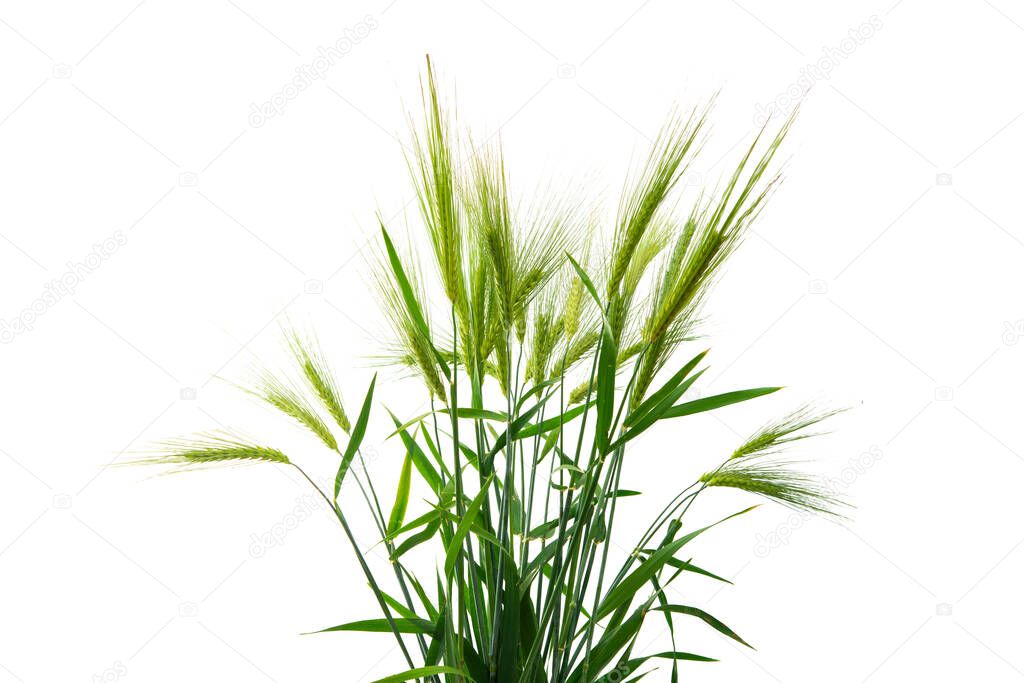 green ears of wheat isolated on white background