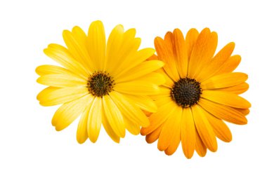 Osteosperumum Çiçek Papatyası Beyaz Arkaplanda izole edildi. Makro Yakın Çekim