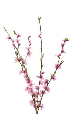 Beyaz arkaplanda izole edilmiş sakura çiçekleri