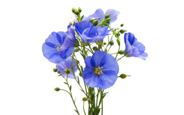 Flax beyaz arkaplanda izole edildi