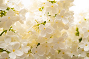 İlkbaharda yakın plan beyaz leylak