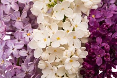 İlkbaharda yakın plan beyaz leylak