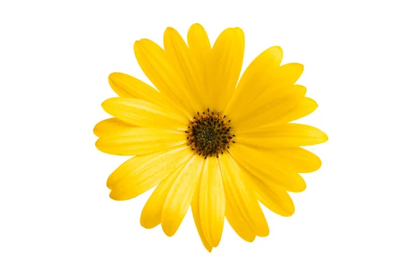 Osteosperumum Flower Daisy Isolated White Background Macro Closeup — Stock Photo, Image