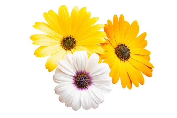 Osteosperumum Flower Daisy Isolated White Background Macro Closeup — Stock Photo, Image