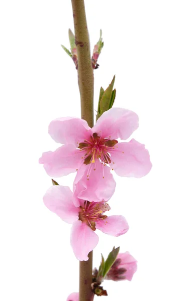 Sakura Květiny Izolované Bílém Pozadí — Stock fotografie