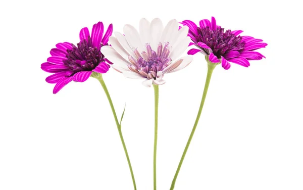 Osteosperumum Flower Daisy Aislado Sobre Fondo Blanco Macro Primer Plano — Foto de Stock