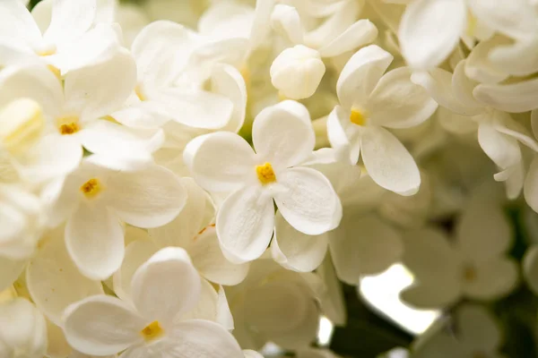 Белая Сирень Весной Крупным Планом — стоковое фото