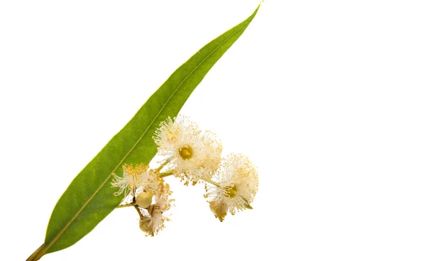 Eucalyptus Leaves Isolated White Background — Stock Photo, Image