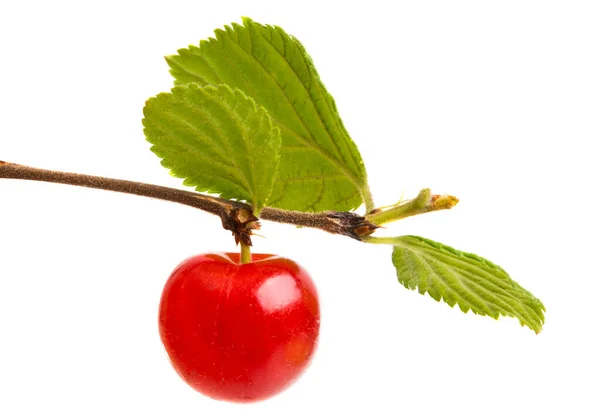 Cereza Sobre Una Rama Aislada Sobre Fondo Blanco —  Fotos de Stock