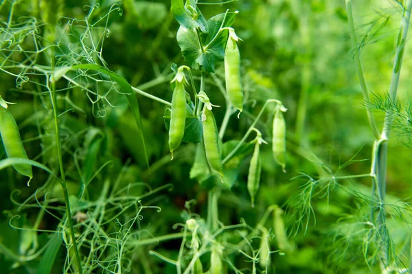 Green Peas Growing Garden — Stock Photo, Image