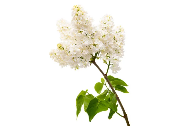 White Lilac Spring Close Royalty Free Stock Images